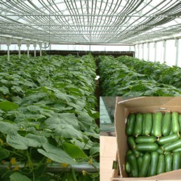 Plants growing in a greenhouse.