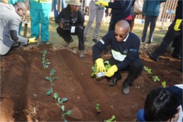 Men planting trees in Johannesburg.