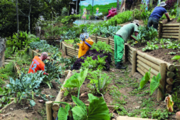 Men and women gardening in the local community garden in Medellin, Colombia.