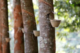 Rubber tree in China.