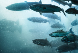 A large school of salmon make their way up a fish ladder of a dam in the Columbia River, Oregon.