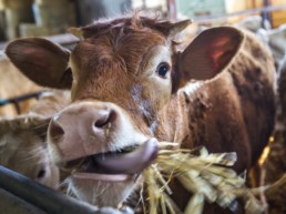 Cow eating wheat.