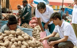 Men sorting potatoes in South America.