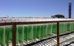 Algae-Based Biofuel From Waste CO2