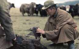 Yak herder collecting yak yarn in Mongolia.