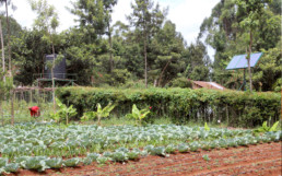 Farm in Kenya using a SunCulture solar-powered irrigation systems and agricultural extension services.