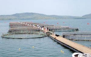 Green fishing farming by West African Fish.