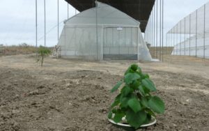 Growing Trees in Deserts with Minimal Water Use