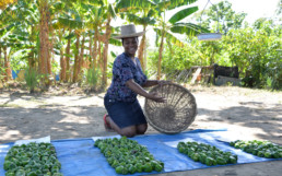 Woman sorting fruit in Africa. SOIL