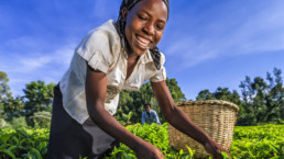 African women plucking tea leaves on plantation, Kenya, East Africa
