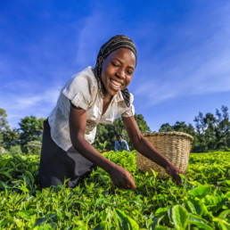 African women plucking tea leaves on plantation, Kenya, East Africa