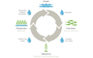 Integrating Fisheries and Biofuel Production