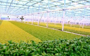Greenhouse farming for large scale production.