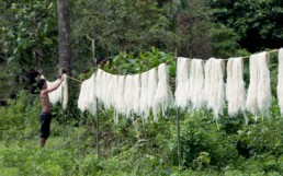 Man hanging fibers extracted from Pineapple used as an alternative for leather. Piñatex. Ananas Anam.