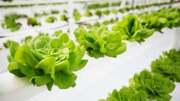 Growing lettuce without soil and little water.