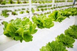 Growing lettuce without soil and little water.