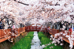 Changwon cherry blossom trees.