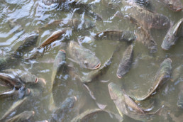 Tilapia Fish swimming in a pond.