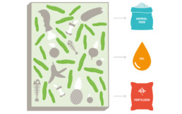 JM Green graphic showing their process of turning fly larvae into animal feed.