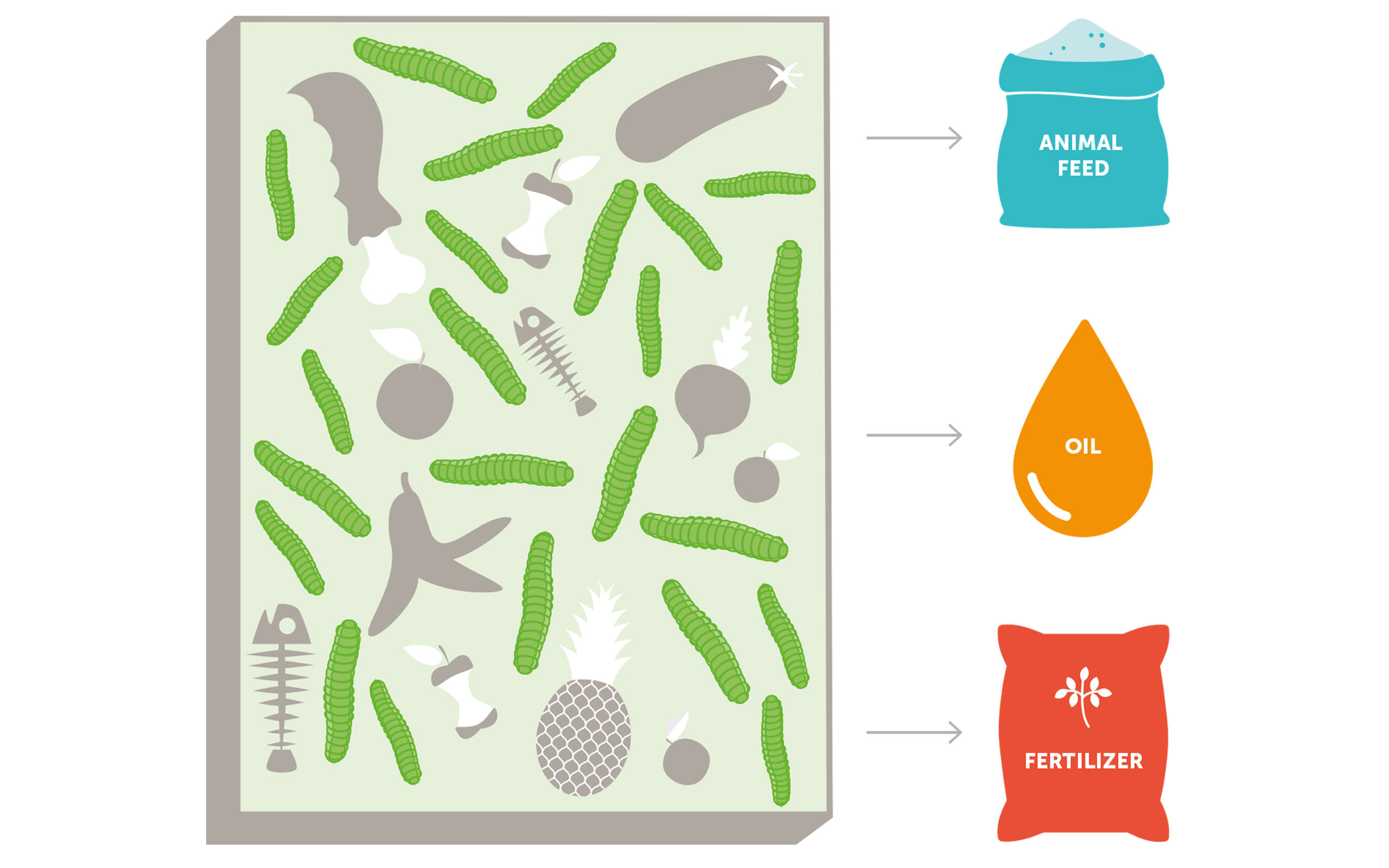 Using Larvae to Convert Food Waste into Animal Feed | Global Opportunity  Explorer