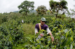 Man working on his garden in Quito.