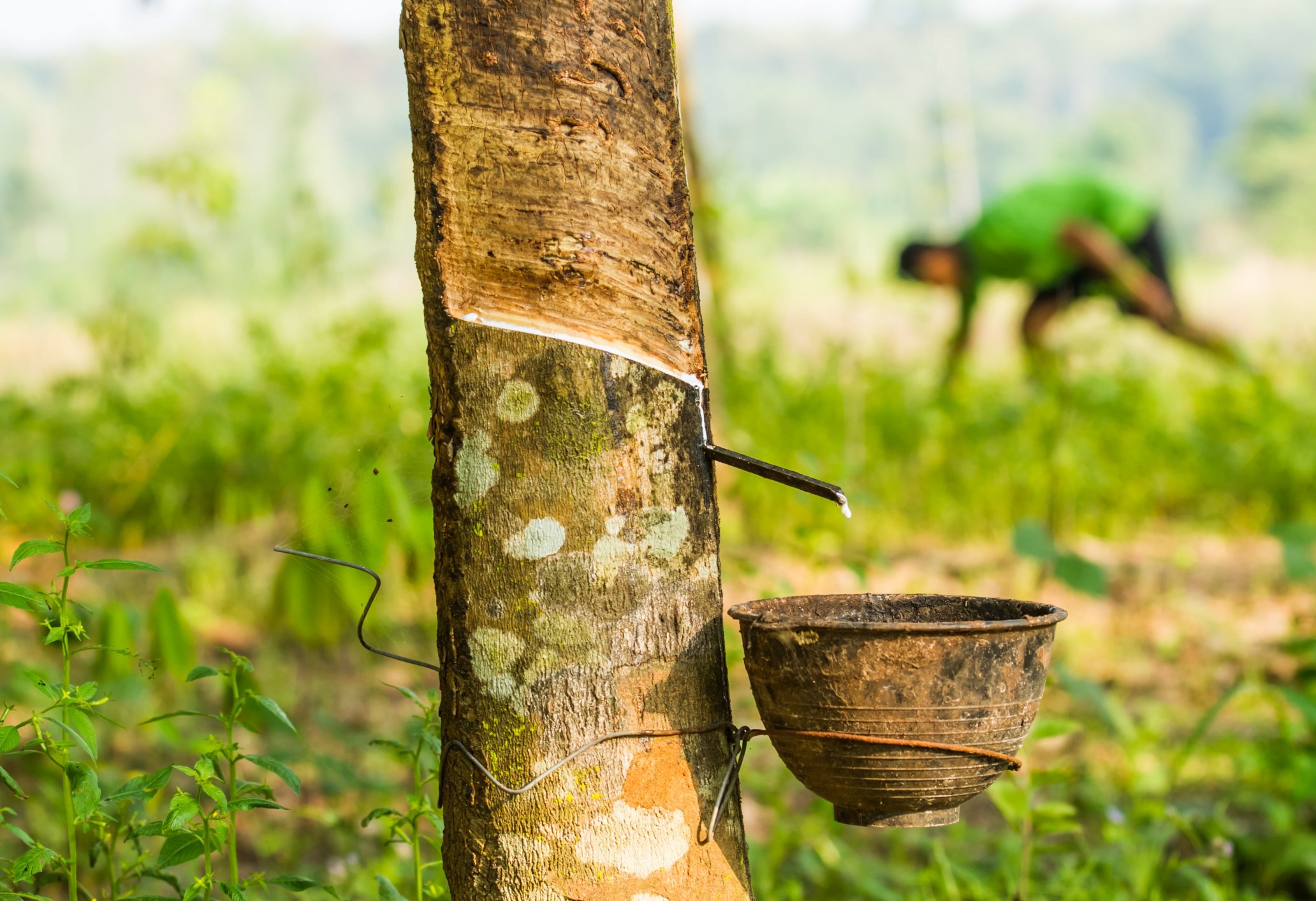 Tapping Trees for Natural Rubber