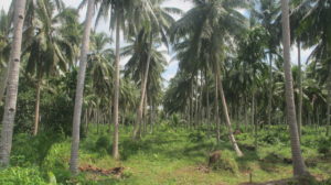 Coconut plantation