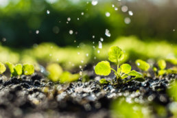 Plant sprouts in the field and farmer is watering it; pansy seedlings in the farmer's garden , agriculture, plant and life concept (soft focus, narrow depth of field)