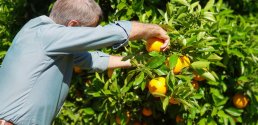 Farmer picking apples.