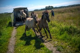 New pastures in Aarhus Municipality for wildlife, Geding-Kasted Mose.