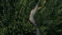 Road going through a forest