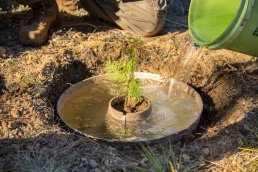 The Cocoon is a Biodegradable Tree Incubators.