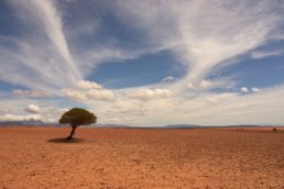 Desert with one tree.