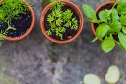 Plants in pots