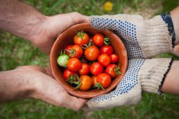 Local tomatoes being handed by a farmer to a shopper using the Local Food Nodes platform.