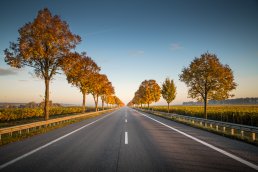 Road with trees