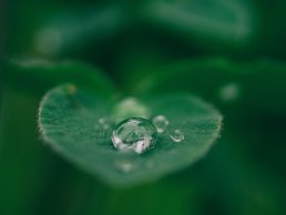 Leaf with a water drop, Microvi.