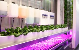 fully assembled, vertical hydroponic farming system built inside a 12m shipping container