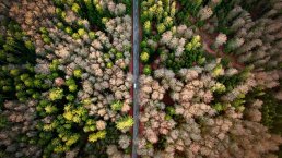 A road in a forest. climate market disruptions